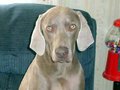 Weimaraner - Jagdhund 13078450