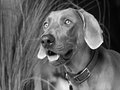 Weimaraner - Jagdhund 13078451