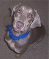 Weimaraner - Jagdhund 13078452