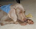 Weimaraner - Jagdhund 13078453