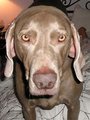 Weimaraner - Jagdhund 13078454