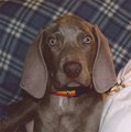 Weimaraner - Jagdhund 13078462