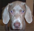 Weimaraner - Jagdhund 13078463