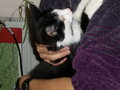 Mei schnukliger Kater und co!!!!!!!!!!!! 15594162