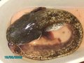 Fischfang 20295565