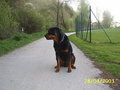 Mein Hund "Nero" 13985000