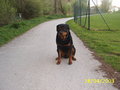 Mein Hund "Nero" 13985004