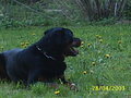 Mein Hund "Nero" 13985022