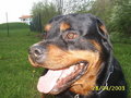 Mein Hund "Nero" 13985045