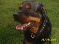 Mein Hund "Nero" 13985048