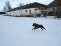 Mein Hund "Nero" 13985205