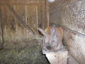 Tierpark Haag 41646807