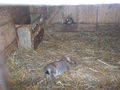 Tierpark Haag 41646828