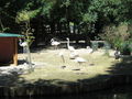 Tierpark Haag 41647038