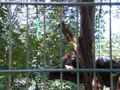 Tierpark Haag 41647251