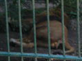 Tierpark Haag 41647282