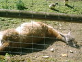 Tierpark HAAG 20036595