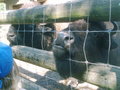 Tierpark HAAG 20036635