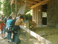 Tierpark HAAG 20036759