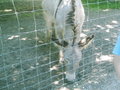 Tierpark HAAG 20036926