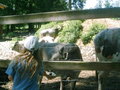 Tierpark HAAG 20037153