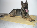 Neues Familienmitglied - Athena 30122051