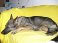 Neues Familienmitglied - Athena 30122060