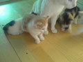 babykatzen :) 19412004