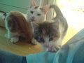 babykatzen :) 19412005