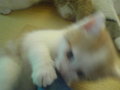 babykatzen :) 19412006