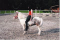 Suche dieses Pony!!!! 63999777