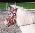 Suche dieses Pony!!!! 67036412