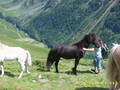 Mei Resser auf dar Alm! 8438550