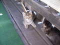 KaTzEnBaBiEs!!!!!!!!!!!!! 20009167