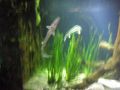 AUDI CUP und Sea life  64133234