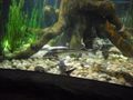 AUDI CUP und Sea life  64133238