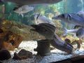 AUDI CUP und Sea life  64133259