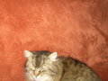 Mein fetter Kater 19535315