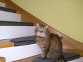 Mein fetter Kater 21399056