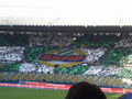 SK RAPID WIEN 67784147