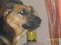 Meine Hunde 36264419