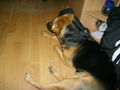 Meine Hunde 36265024