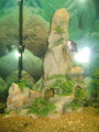 Unser Aquarium 20053701