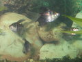 Unser Aquarium 20053704