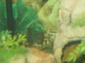 Unser Aquarium 20053705