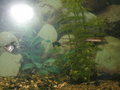 Unser Aquarium 20053706