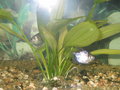 Unser Aquarium 20053707