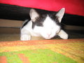 Unser Kater - Felix 20053744