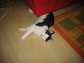 Unser Kater - Felix 20053745