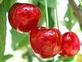 $$ Cherry-Cherry Baby $$ 23096117